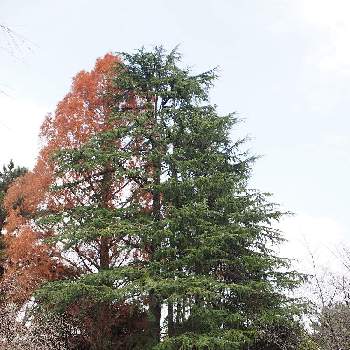 ヒマラヤスギの木の画像 by 百日紅さん | お出かけ先とヒマラヤスギの木とメタセコイアと岐阜県と大きい公園と巨木古木の木曜日